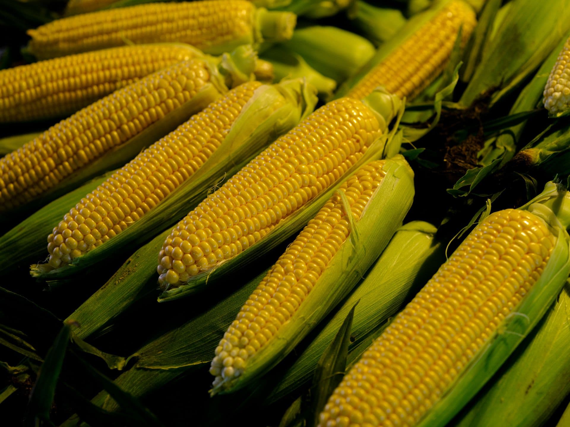 Freshly harvested maize cobs with green husks
