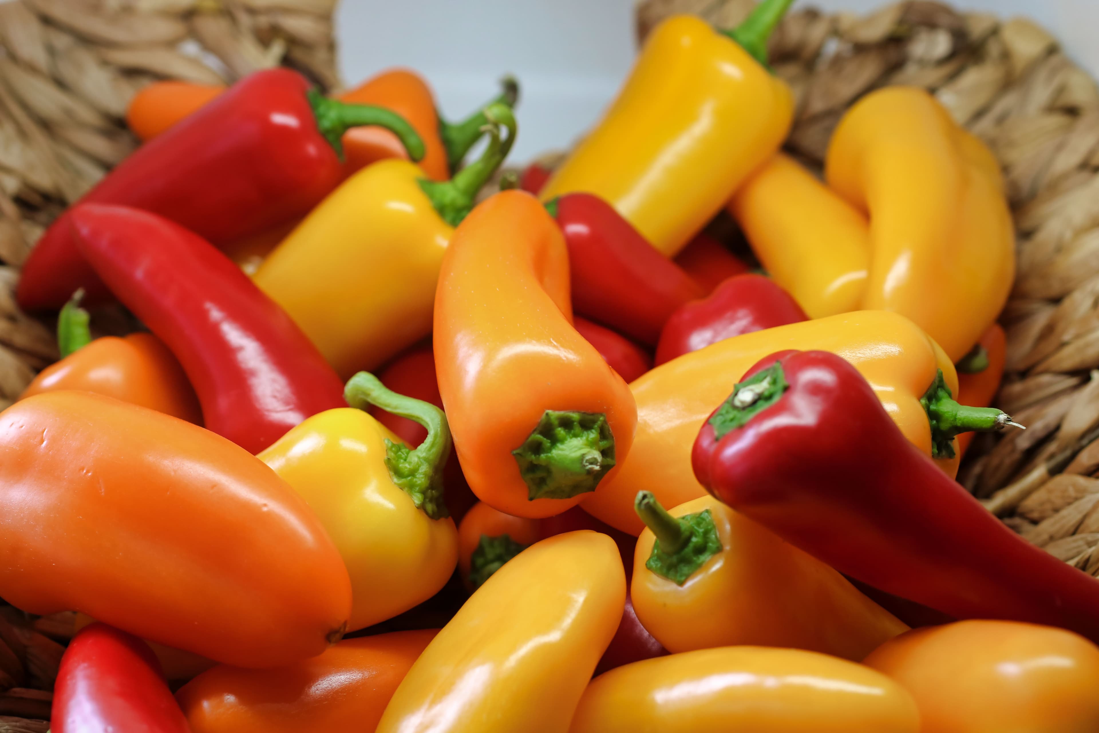 Harvested red, orange, and yellow peppers in a basket